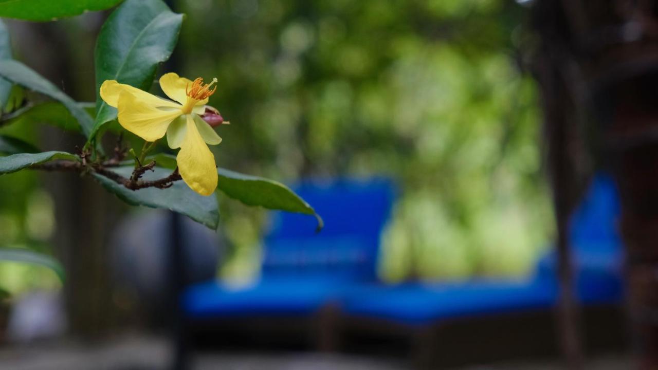 Hotel Mind Body And Soul à Dambulla Extérieur photo