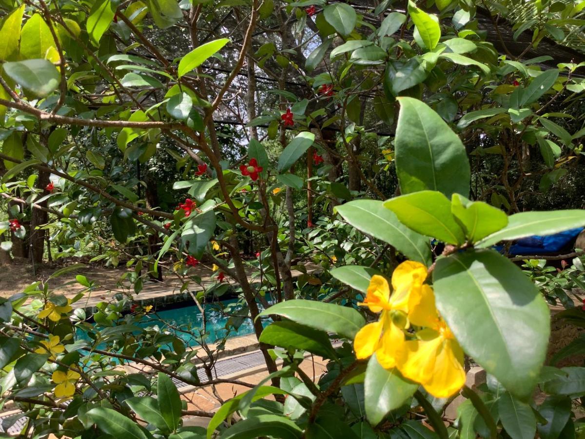 Hotel Mind Body And Soul à Dambulla Extérieur photo